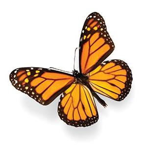 butterfly graphic